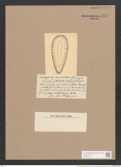 Surirella castracanei De-Toni (de-Toni-Nr.: Genus 53, Species 2305) Zeichnungen Sammlung Grunow Nr. 4756 (NHMW-BOT-W0372872)